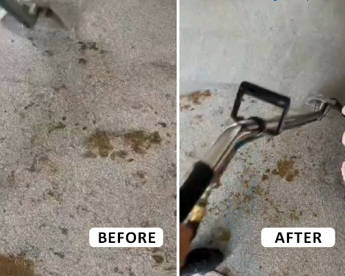 Carpet urine stain before and after professional treatment